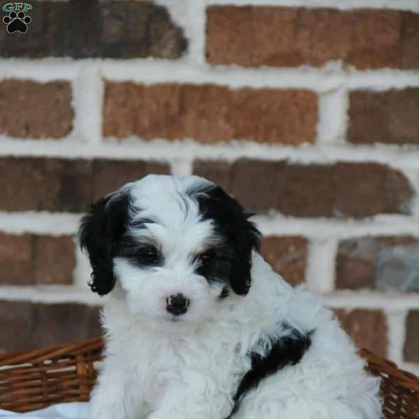 Cinderella, Cavapoo Puppy